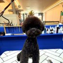 펫파민트 이미지