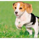 좋은강아지 이미지