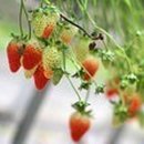 응골축제 이미지