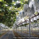 제경농장 | 풍성했던 영동포도따기 축제와 포도체험 후기