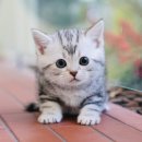 도그플러스 동물병원 이미지