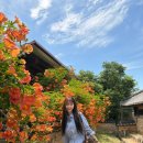 용포동 | [공지] <숨겨진 세종 능소화 명소 홍판서댁 2026년 실시간 개화상황(+ 근처 신상카페 추천까지!)>