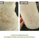 펫미나무 이미지