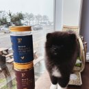 밸런스펫츠 이미지