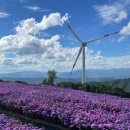 [공지] 거창 감악산 아스타국화 축제 후기, 📍 별바람언덕