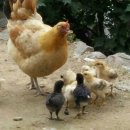 고계 Daum카페