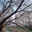 풍무동 계양천 산책로 공중화장실 | [서울근교 벚꽃 명소]'김포 계양천 금파로' 강추해요