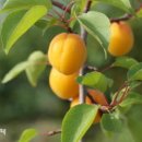 솔로몬약품 이미지