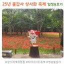 (주)영광 | 영광 불갑사ㅣ25년 불갑사 상사화 축제일정 &amp; 후기