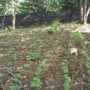 이동섭농장 이미지