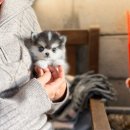 프리미엄 켄넬 이미지