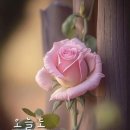 사월초등학교 이미지