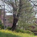 광주송정다가치문화도서관 | 철쭉부터 유채꽃까지,송정 다가치문화도서관 봄꽃 산책 리뷰