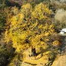 말하는은행나무 이미지