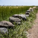 보리밭사이길로 이미지