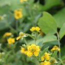 저지오름 이미지