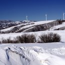 삼양목장 이미지