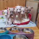 좋은가족들 이미지