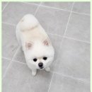 숲속애견샵 이미지