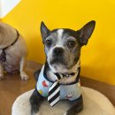 셀럽도기 이미지