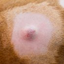 로지동물의료센터 이미지