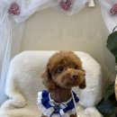 축복 펫살롱 이미지