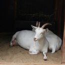 작은 동물원 이미지