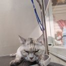 복기애견 이미지