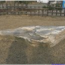 연천학곡리고인돌 이미지