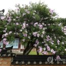 극단 무궁화 이미지