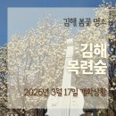 목련숲 | 김해 흥동 목련숲 후기 김해 목련 개화상황 봄꽃 명소 추천