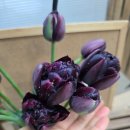 히어로(HERO) | 튤립 구근 식재 후기: 겹꽃 블랙히어로(Black Hero) 🖤