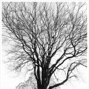 보호수광장 이미지