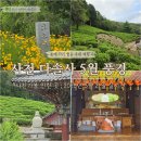 다솔사 | 사천 다솔사 5월 금계국과 연등이 아름다운 사찰