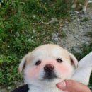 명품보쌈 이미지