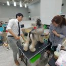 김지순애견미용학원 이미지