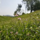 들사마귀풀 이미지