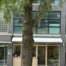 써트(cert) | 【서울 강남 '써트커피'】 열흘새 3번이나 다녀온 선정릉 앞 커피 맛집♥️