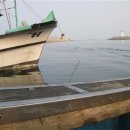 동해참가자미 이미지