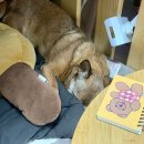 메리플라워 이미지