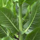 치커리(chicory) 이미지