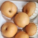★★★★★ 한평 농장님 의 점순이 배 이미지