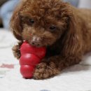 우리동물약국 이미지