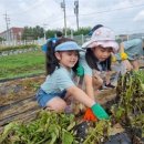충청북도유아교육진흥원, 2024. 자연놀이 초록체험 감자수확 이미지