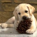 예쁜강아지 이미지