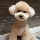 브라운동물병원 이미지