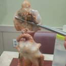 일품손짜장 이미지