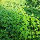 아침햇살염소농장 이미지