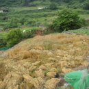 사량초등학교돈지분교장 이미지