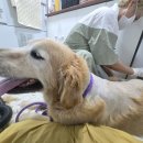 언제나 사랑할개 이미지